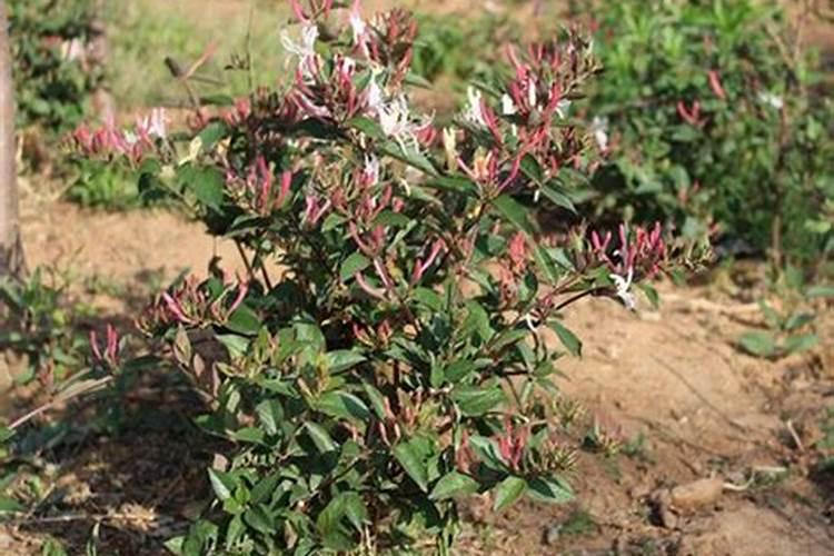 盆栽金银花怎么施肥