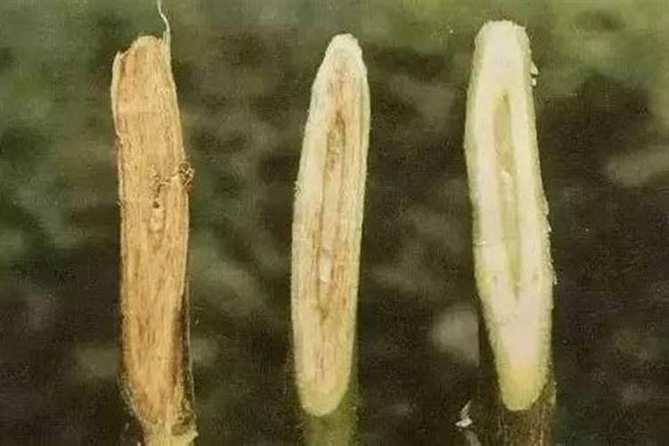 怎么治疗棉花枯黄萎病
