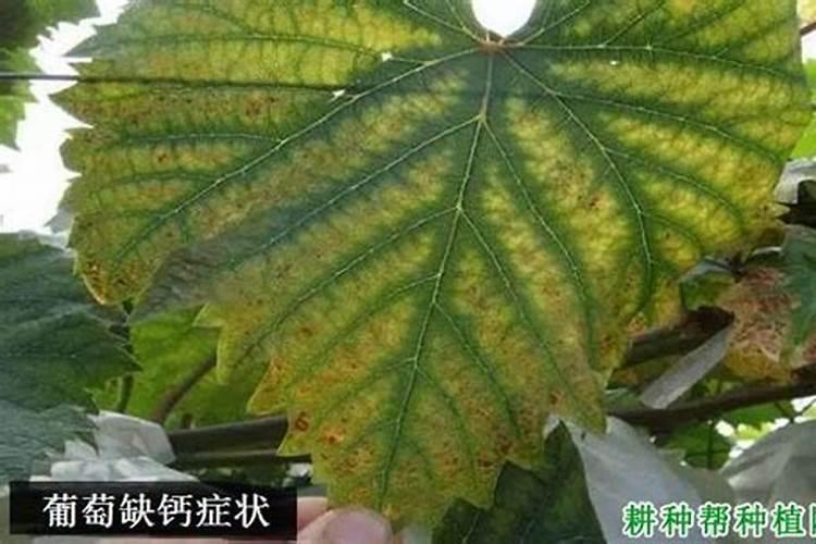 葡萄缺钙有什么危害 葡萄种植怎么补钙