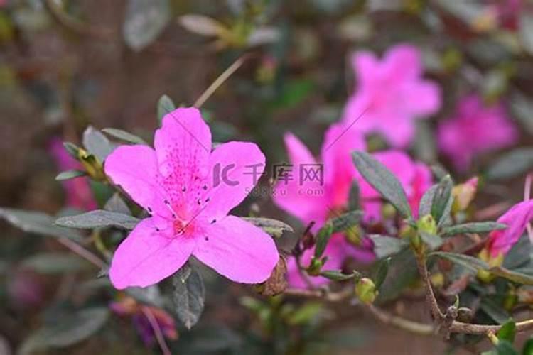 香椿枝条水培催芽？