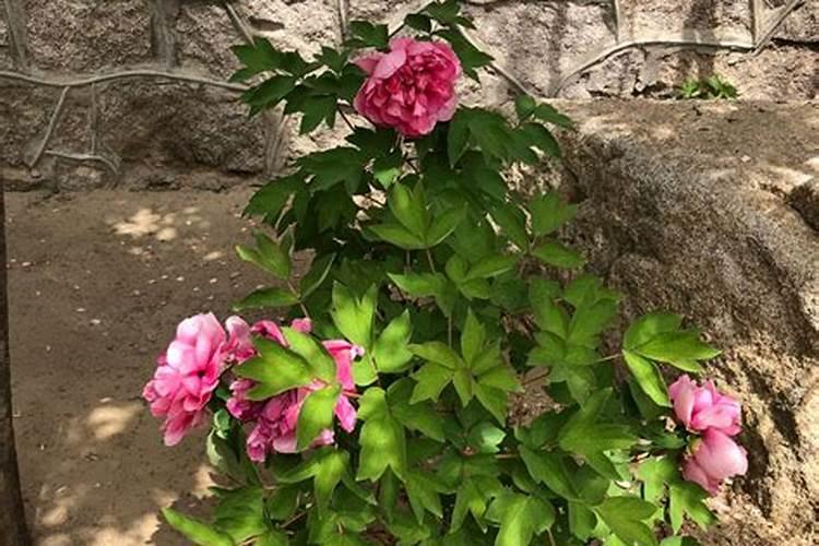 洛阳牡丹开花后怎么养洛阳牡丹开花后应该怎么养