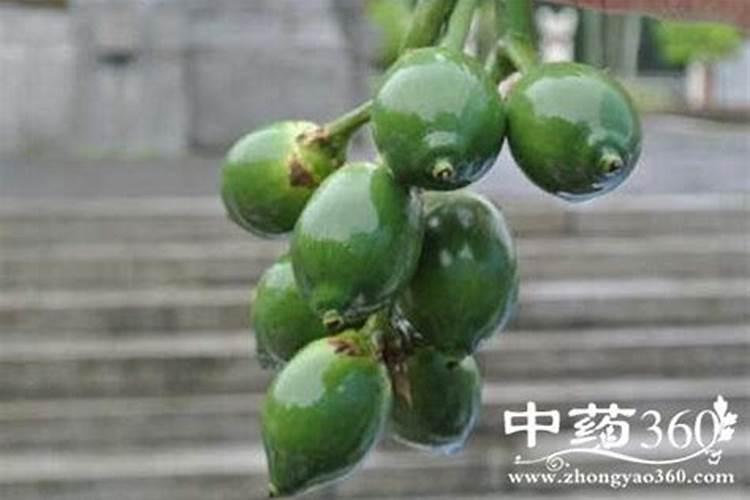 种槟榔树施什么肥
