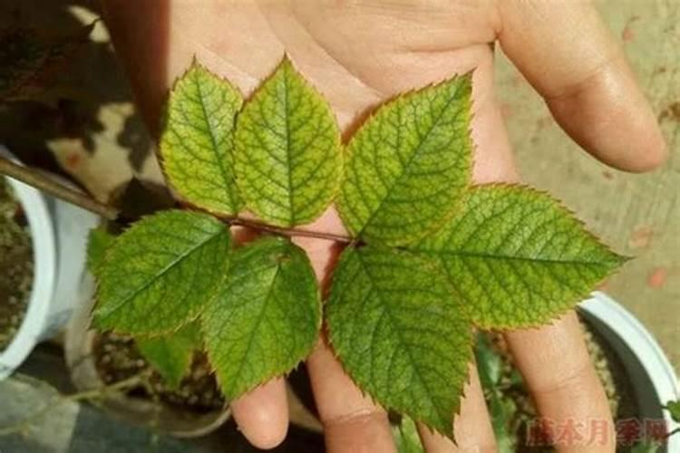 月季花施什么肥好
