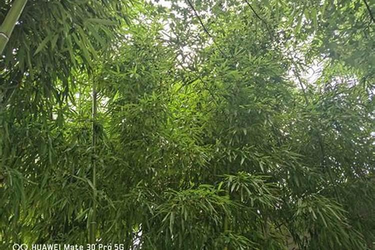 竹子叶子发黄怎么补救