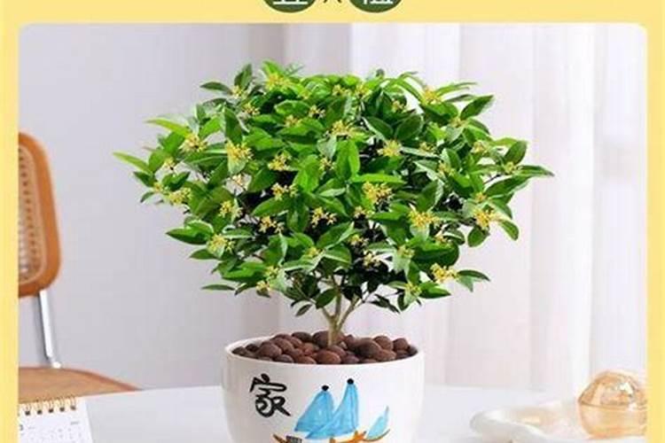 梨树叶面肥用那一种肥？能防果树缺它所需要的养份和病虫害？