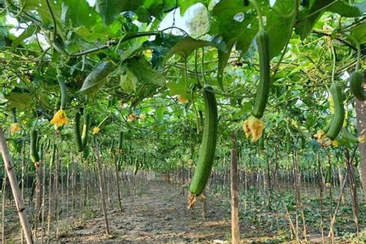 中国水溶肥的前十名中国十大水溶肥排名