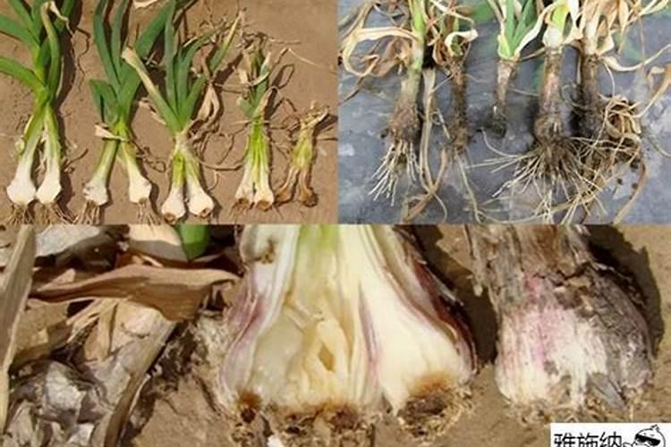大蒜重茬上什么肥料