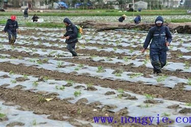 茶叶采摘前可否喷叶面肥
