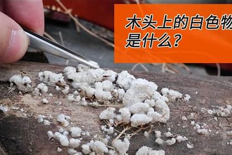 矿源黄腐酸钾,枯草芽孢杆菌和哈兹木霉菌这三样能混用吗,如果混用可不可...