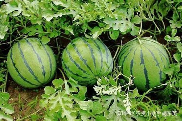 西瓜伸蔓期可以冲施肥吗？会不会有什么影响？