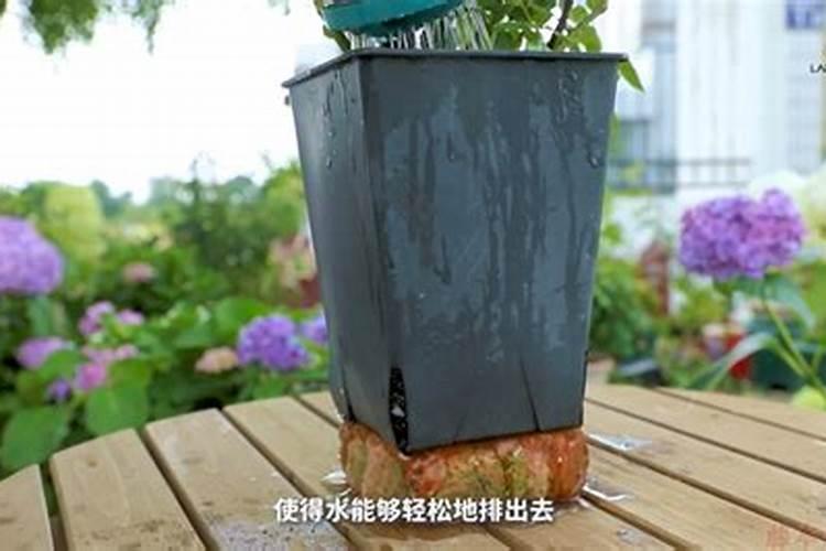 月季梅雨季节怎么施肥？