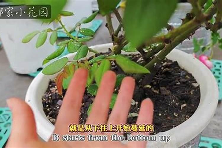 梅雨季节养花注意事项