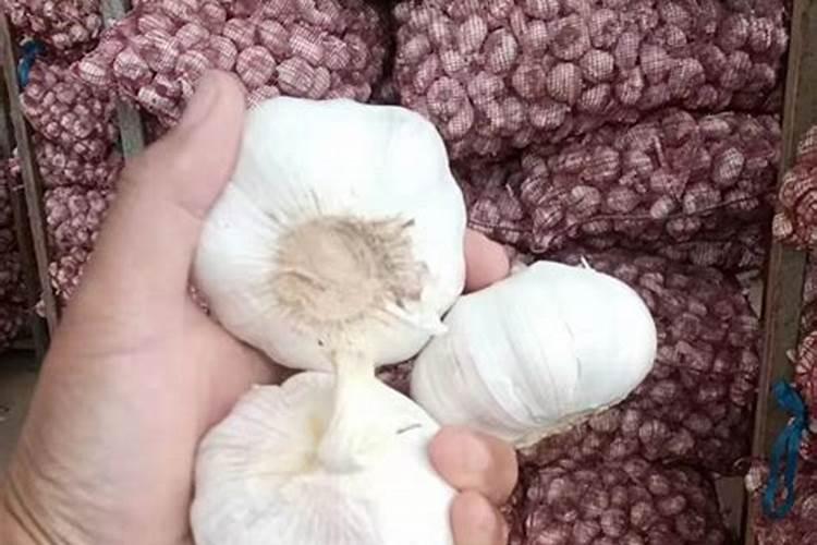 大蒜专用肥料