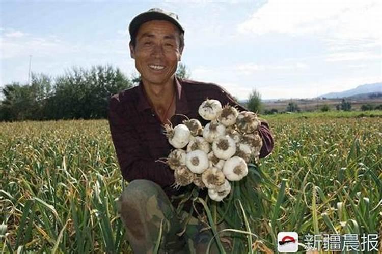 大蒜专用肥料