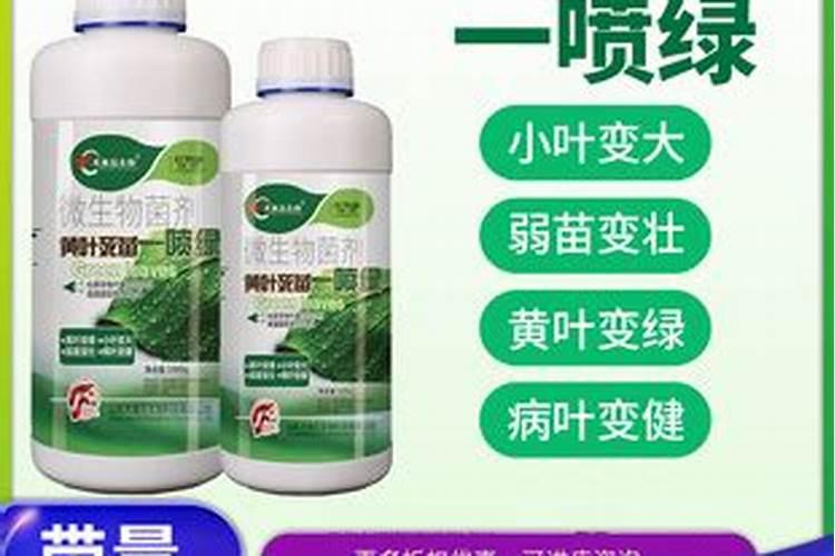 如何辨别奉化水蜜桃的新鲜度？