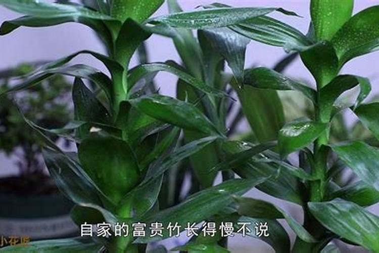 什么花耐阴？、室内养花注意事项