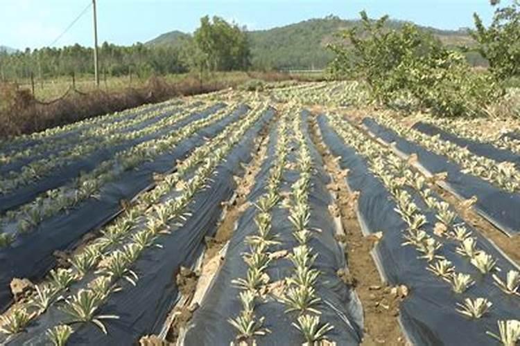 观赏凤梨施肥有何方法