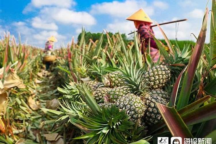 莺歌凤梨的养殖方法