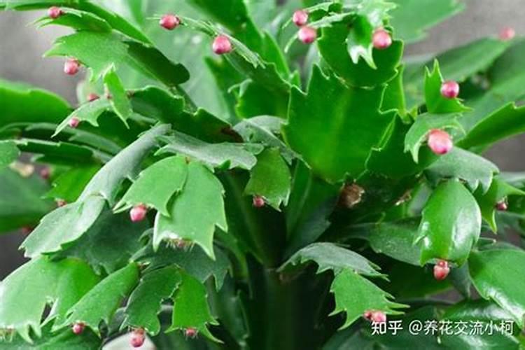 蟹爪兰换盆后怎么养护