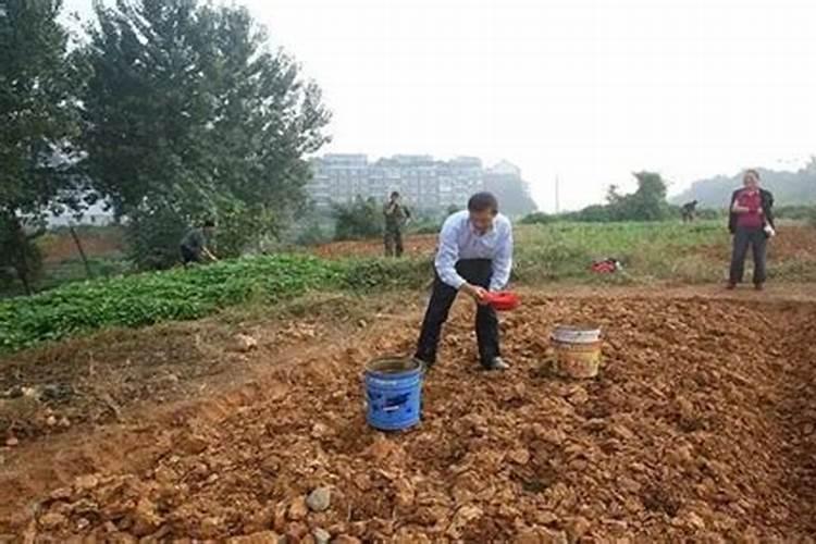 菜地怎么施肥