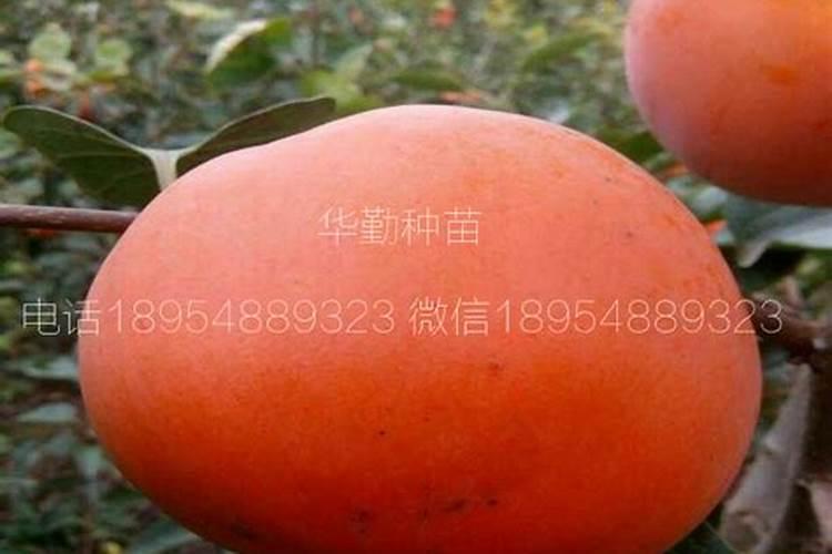 甜柿子怎么种植？
