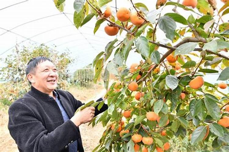 阳丰甜柿子优缺点