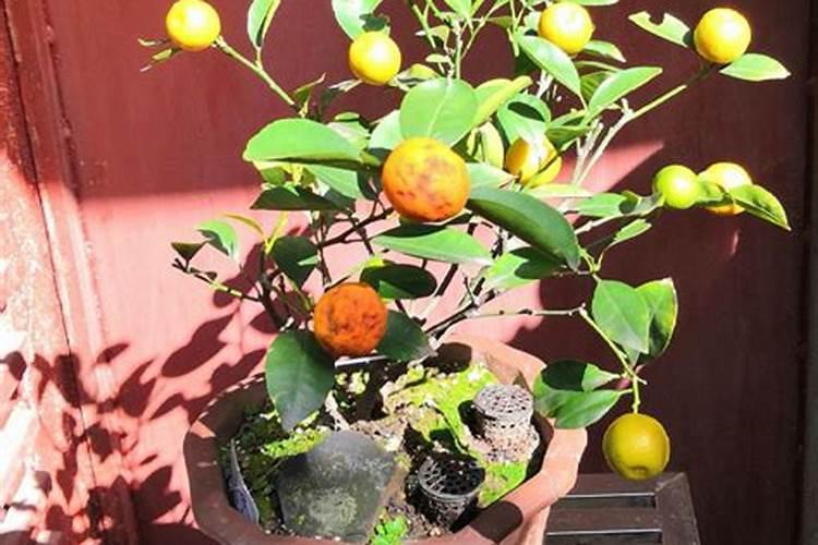 盆栽橘子树总是掉叶子怎么办