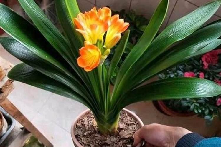 花施氮磷钾肥使用方法
