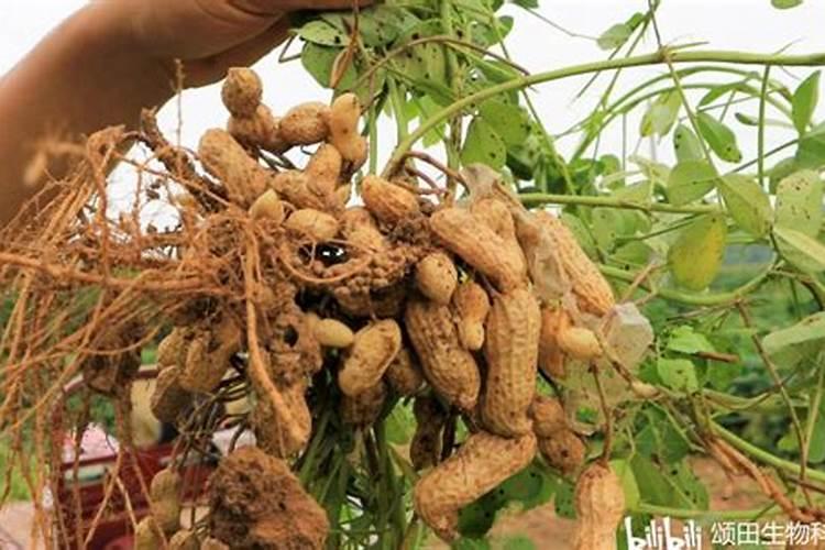 花生开花期施什么肥料