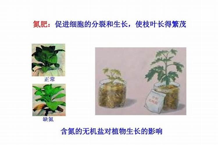 氮肥钾肥磷肥的作用