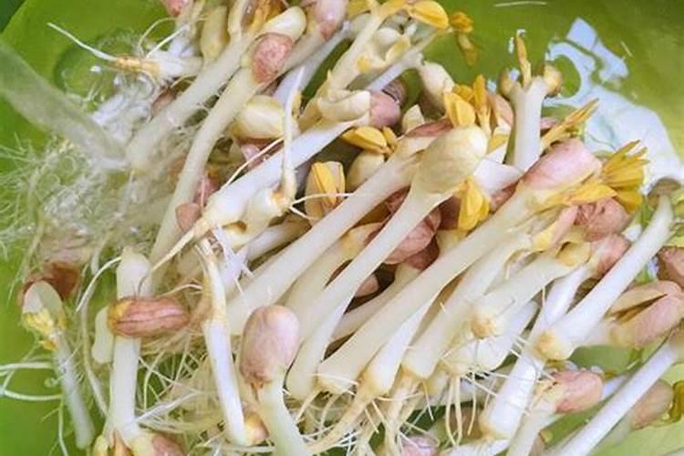 花生芽怎么种植(花生芽苗种植技术分享)