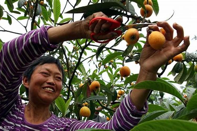 枇杷树每年分几个阶段施肥,每一个阶段该施什么肥？