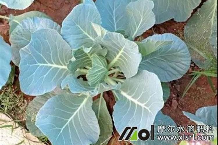 花菜刚接花果时还要施肥吗