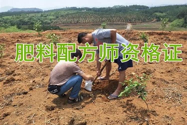 富源二代花魔芋价格多少钱一斤