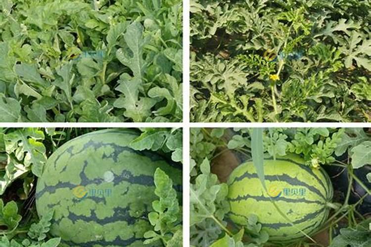 西瓜膨果期用什么肥料