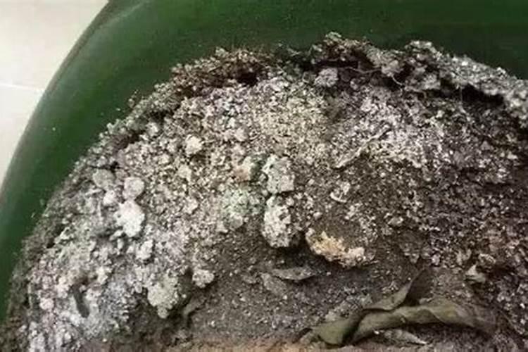 碱性土壤该如何施肥