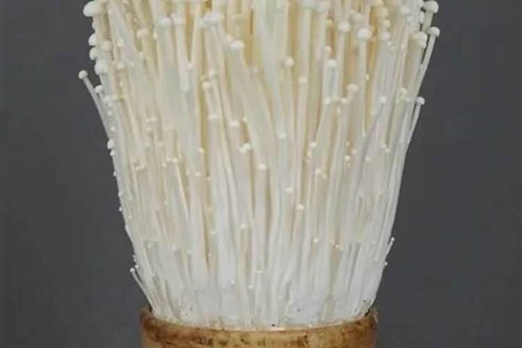 仓鼠可以吃新鲜桂花吗？