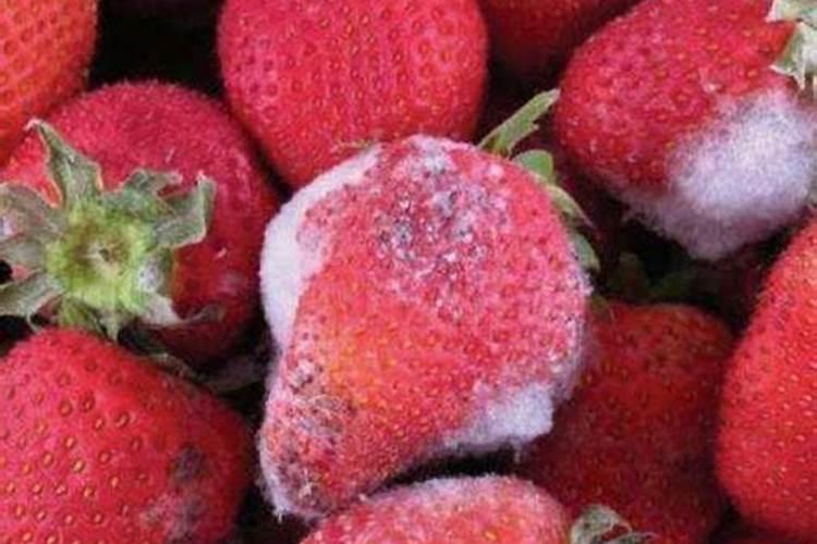 烂桃子做肥料养花可以吗