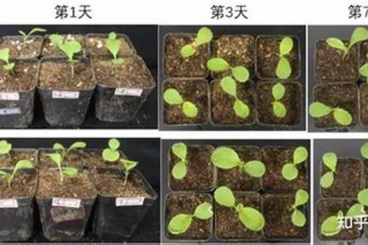 小麦打芸苔素好吗
