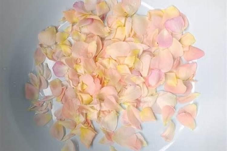 养花妙招:月季这样施肥花瓣大而艳