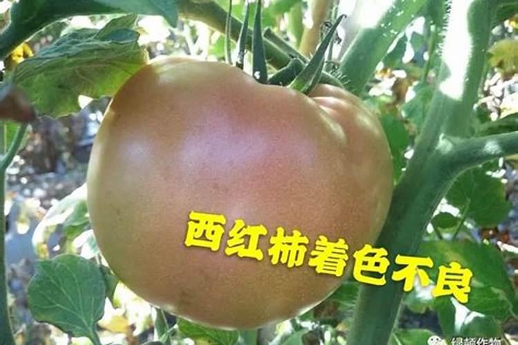 草莓果小提前转色是什么原因
