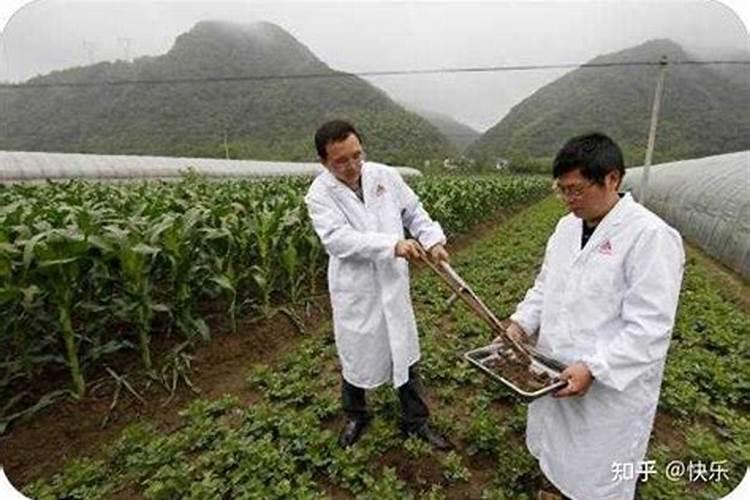 怎样正确地施用硼肥？