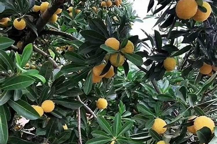 杨梅树施硼肥起什么作用,硼肥的使用方法