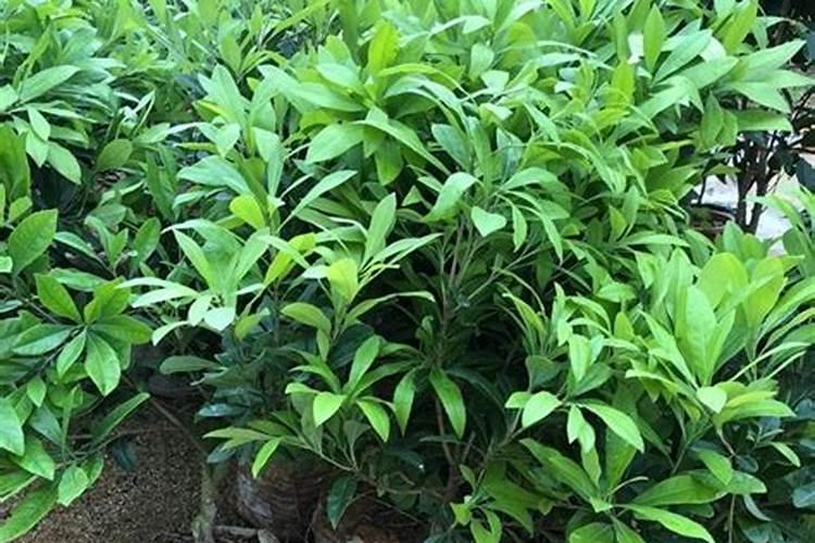 杨梅树施硼肥起什么作用 硼肥的使用方法