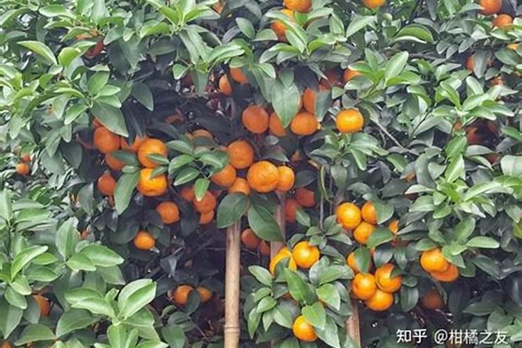 柑橘着色快增甜快用什么药
