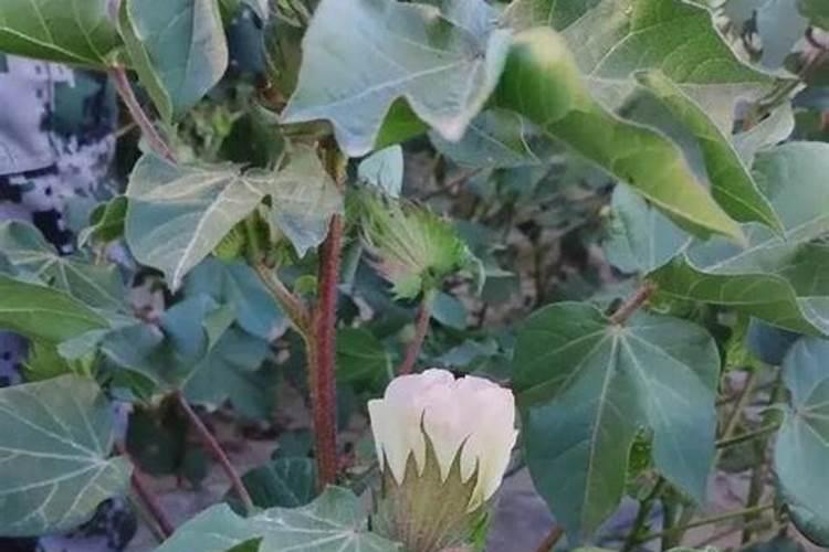 棉花硼肥什么时候打 如何正确使用