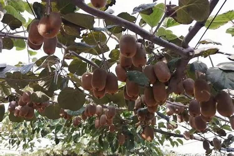 这种花太好养了,扔土里都不用管!