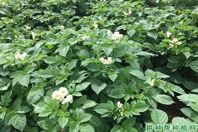 马铃薯用什么叶面肥好 打几次效果好
