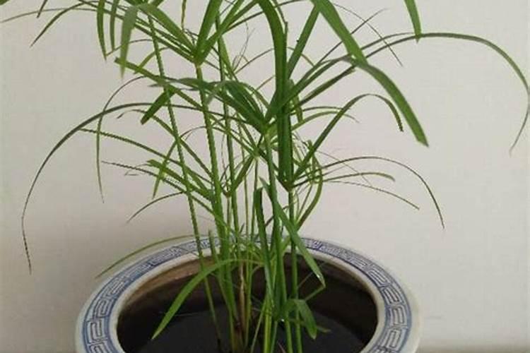 水竹施什么肥料