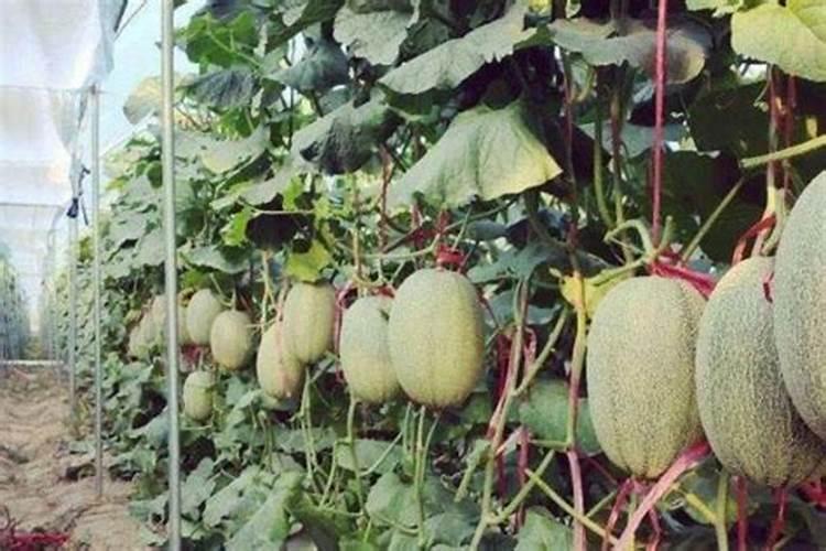 这是什么病(哈密瓜)？